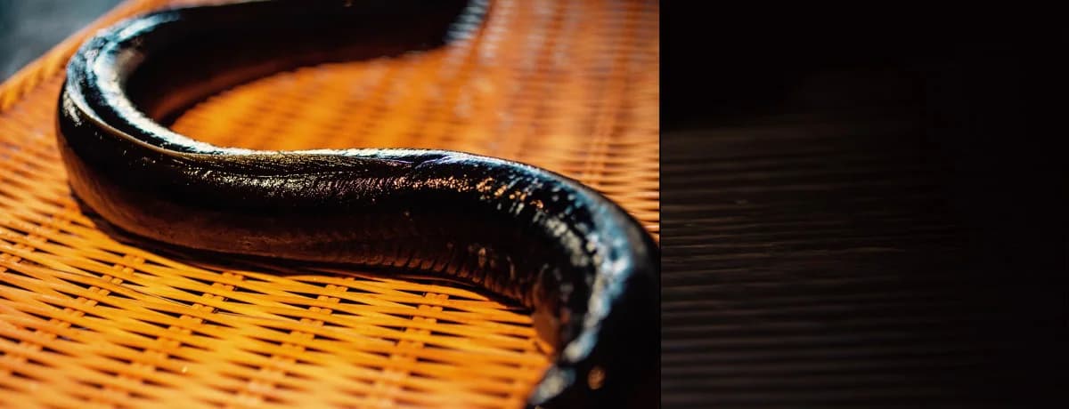 ILOLI — photographie de cuisine, plat non identifié
